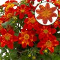 Afbeelding van Bidens P12 Orange yellow star